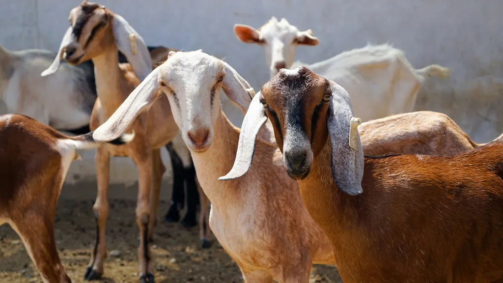New goat farms to be sited at least 500 metres from homes, schools and care facilities