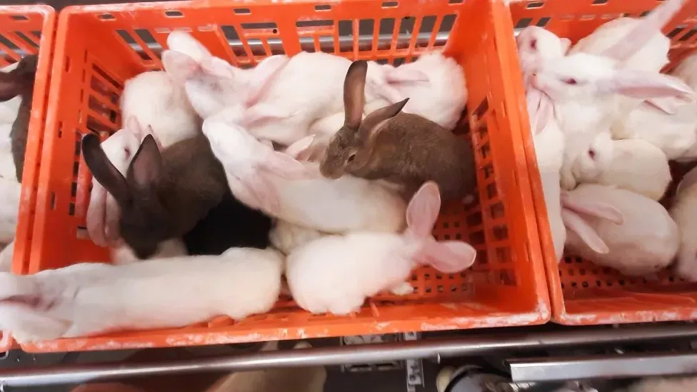 Secretary of State Erkens shocked by footage of rabbit transport